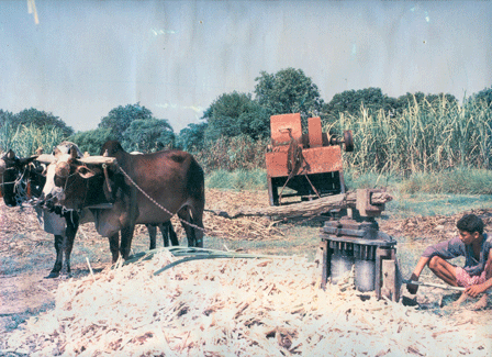 Traditional gur production